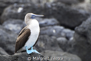 Look at my beautiful feet.
Blue-footed boobie, Galápagos... by Margriet Tilstra 